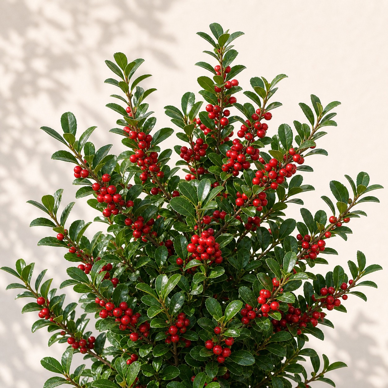Yaupon Holly Seeds - 25 seeds