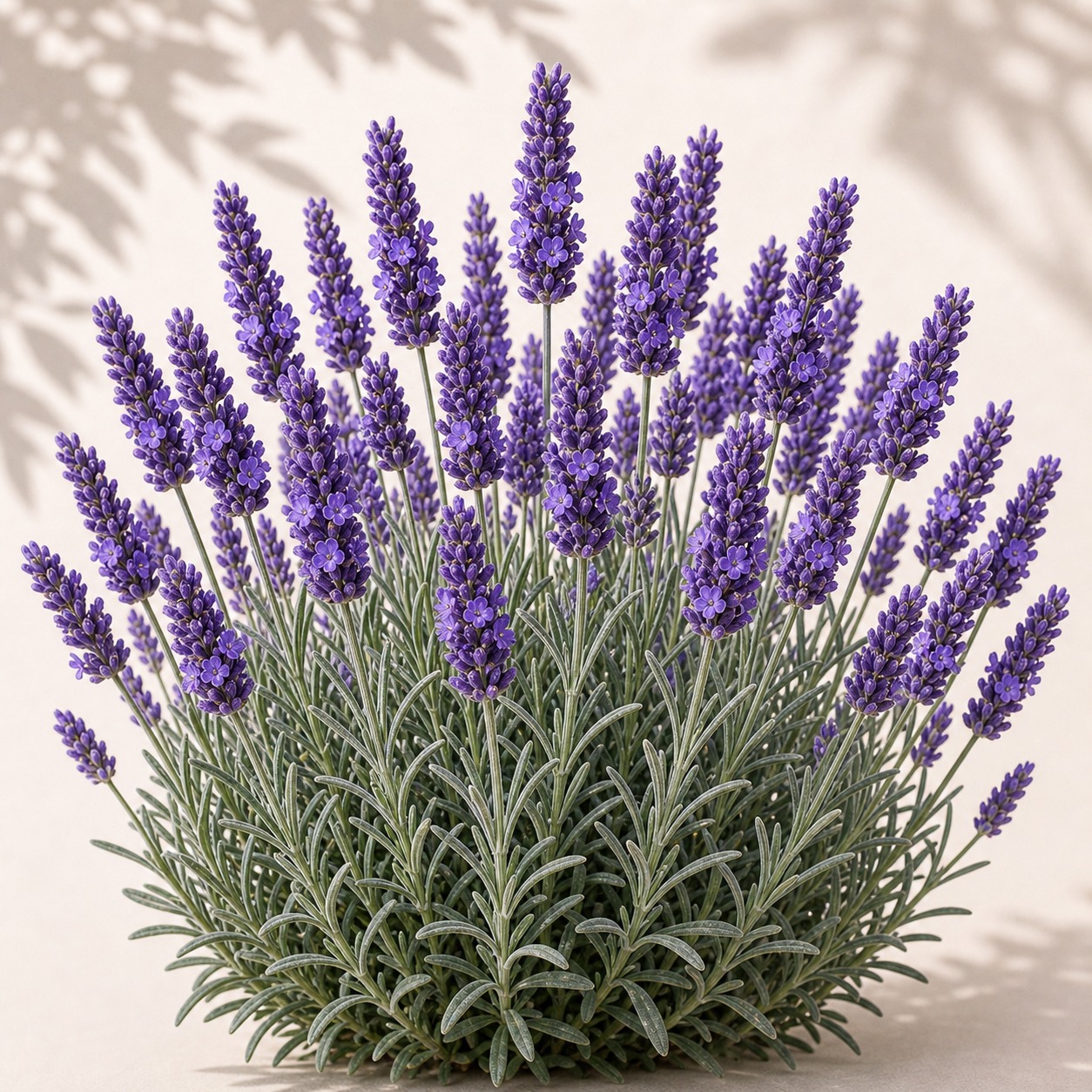 Bulk English Lavender Seeds - 500 seeds