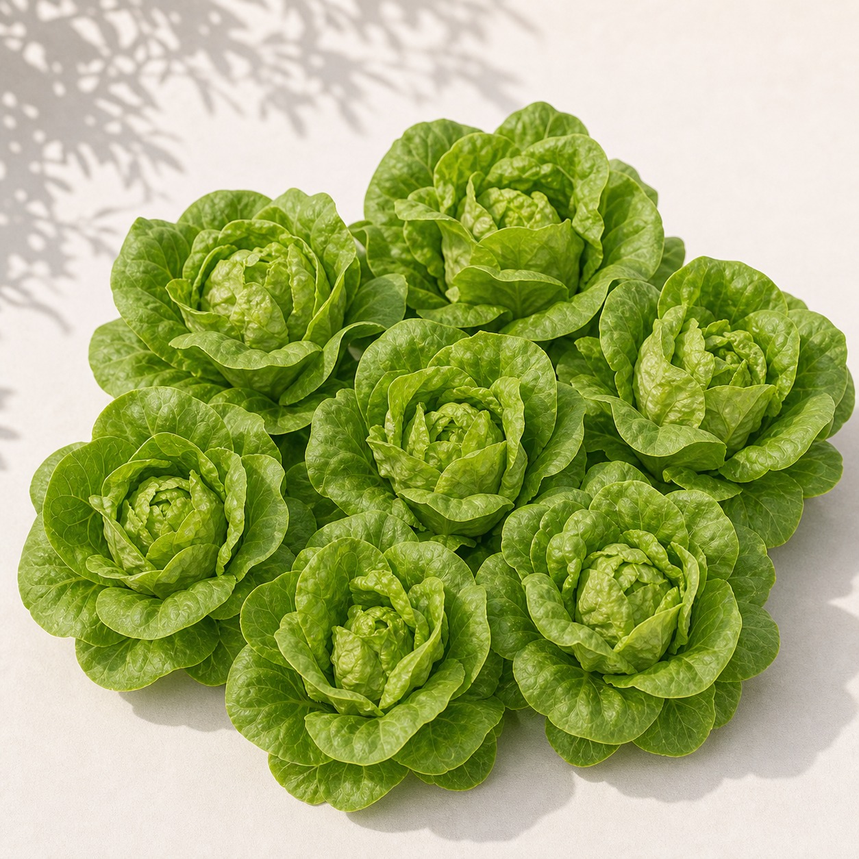 Tom Thumb Dwarf Lettuce Seeds - 300 seeds