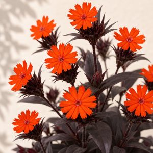 Vesuvius Arkwright's Campion Seeds - 50 seeds - Nuptial Co. Seeds seeds - 50 seeds, Full sun to partial shade - 50 seeds /...