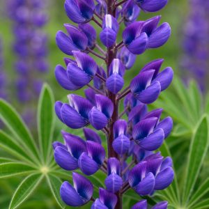 Wild Native Perennial Lupine Seeds - 50 seeds - Nuptial Co. Seeds seeds - 50 seeds, Full sun to light partial shade - 50 s...