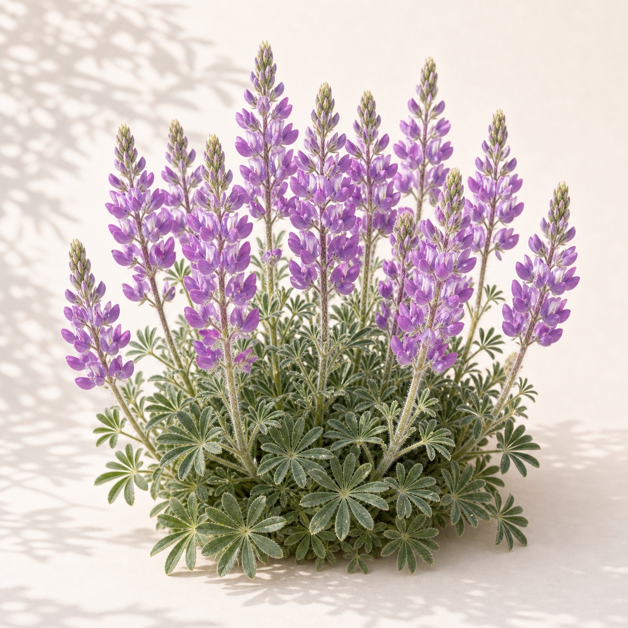 Native Arizona Lupine Seeds - 25 seeds - Image 3