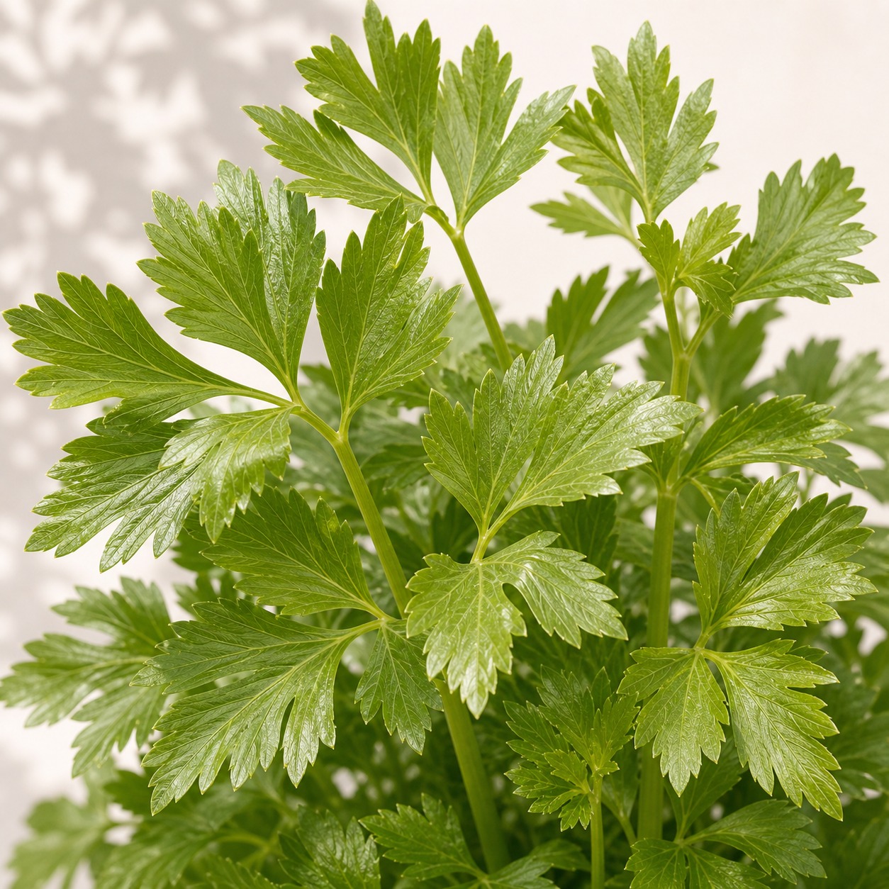 Lovage Seeds - 50 seeds - Image 2
