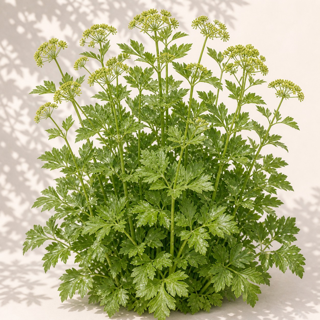 Lovage Seeds - 50 seeds - Image 3