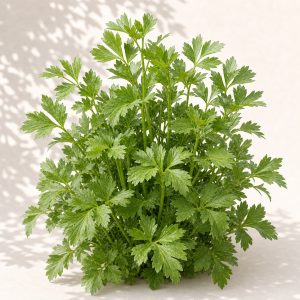 Lovage Seeds - 50 seeds