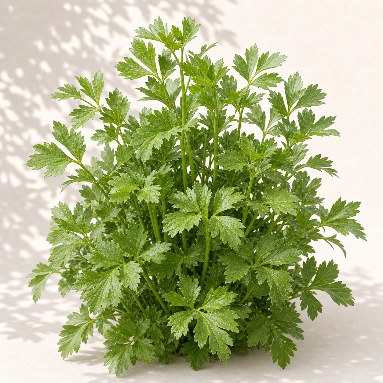 Lovage Seeds - 50 seeds