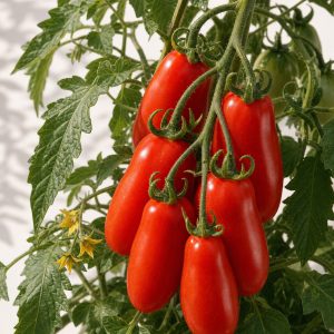 San Marzano Tomato Seeds - 30 seeds - Nuptial Co. Seeds seeds - Approx. 30 Non-GMO open-pollinated heirloom seeds, Full su...