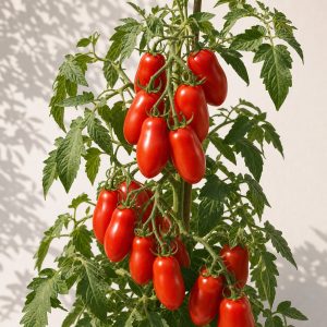 San Marzano Tomato Seeds - 30 seeds