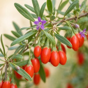 Goji Berry Seeds - 50 seeds - Nuptial Co. Seeds seeds - 50 seeds, Full sun - 50 seeds / Full sun