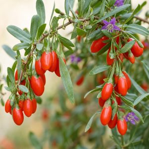Goji Berry Seeds - 50 seeds