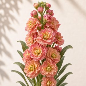 Rose Gold Antique Stock Seeds - 50 seeds - Nuptial Co. Seeds seeds - Approx. 50 seeds, Full sun to partial shade - Approx....