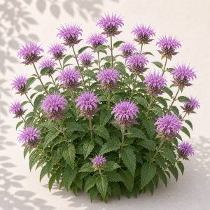 Wild Bergamot Bee Balm Seeds - 100 organic seeds - Nuptial Co. Seeds seeds - 100 organic seeds, Full sun to partial shade...