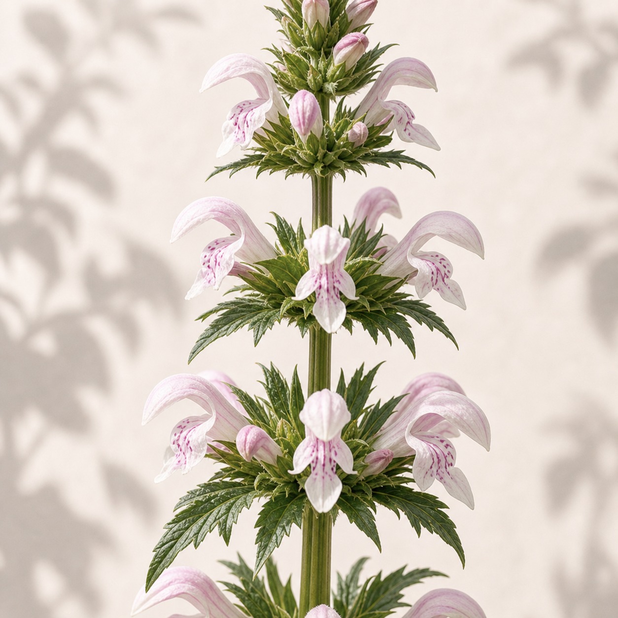 Whorlflower Seeds - 10 seeds - Image 2
