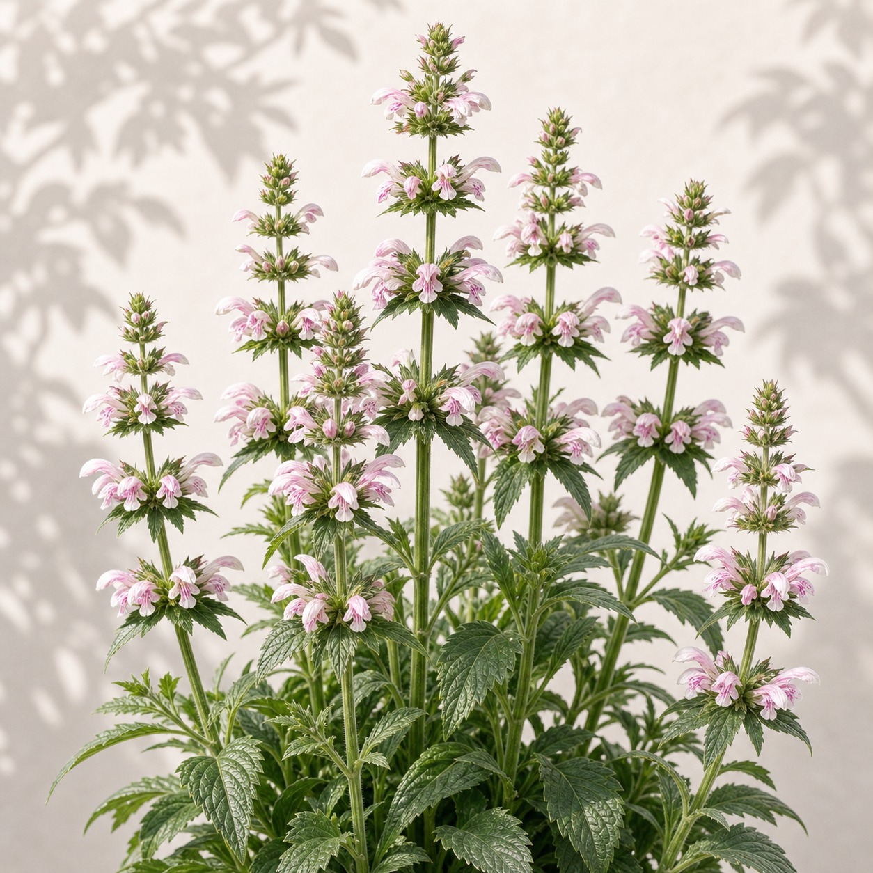 Whorlflower Seeds - 10 seeds