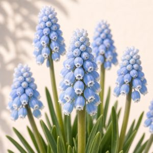 Azure Grape Hyacinth Seeds - 20 seeds - Nuptial Co. Seeds seeds - 20 seeds, Full sun to part shade - 20 seeds / Full sun t...