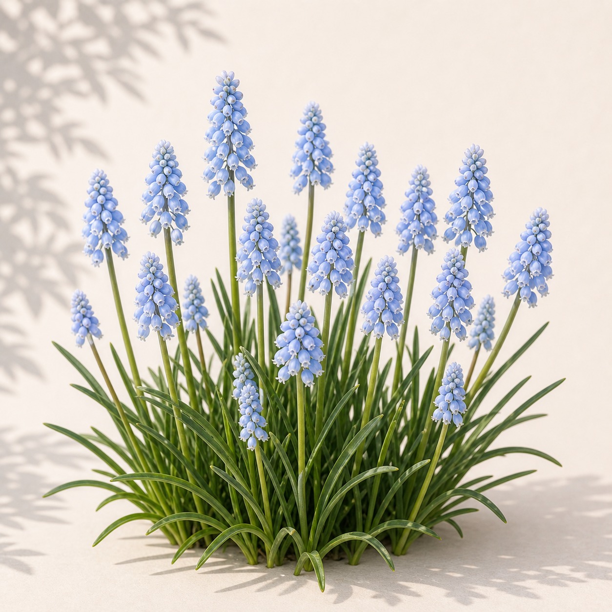 Azure Grape Hyacinth Seeds - 20 seeds - Image 3