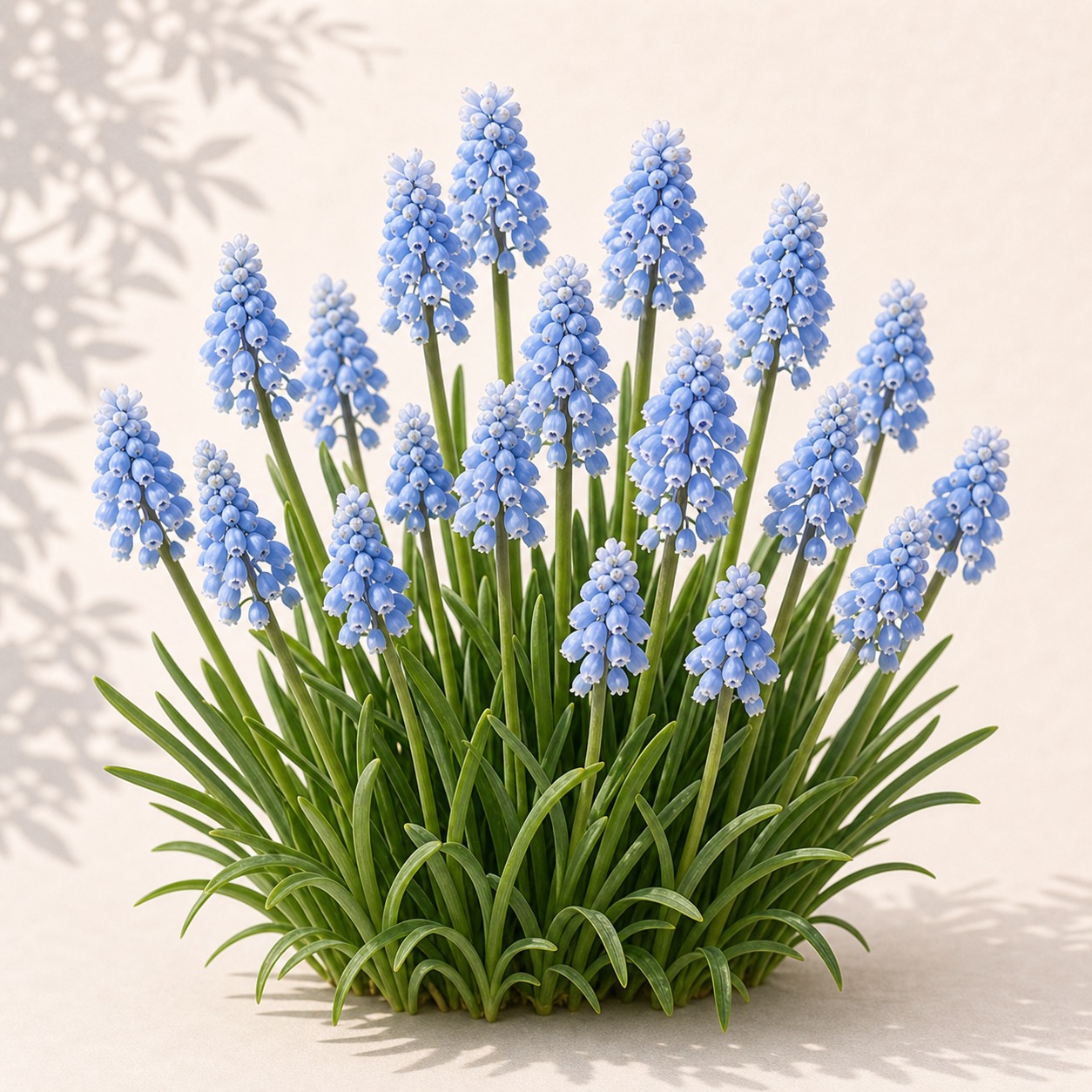 Azure Grape Hyacinth Seeds - 20 seeds