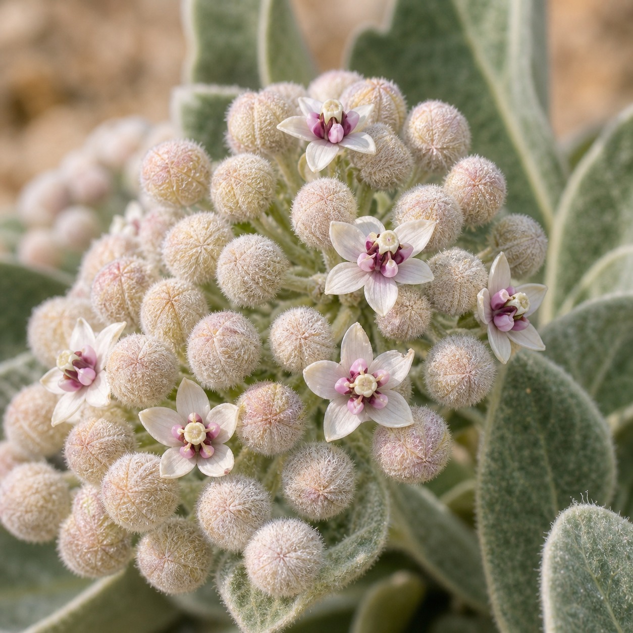 Indian Milkweed Seeds - 10 seeds - Image 2