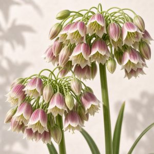 Sicilian Honey Lily Seeds - 5 seeds - Nuptial Co. Seeds seeds - 5 seeds, Full sun to partial shade - 5 seeds / Full sun to...