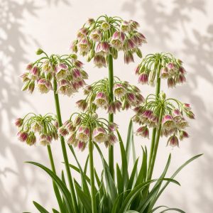 Sicilian Honey Lily Seeds - 5 seeds