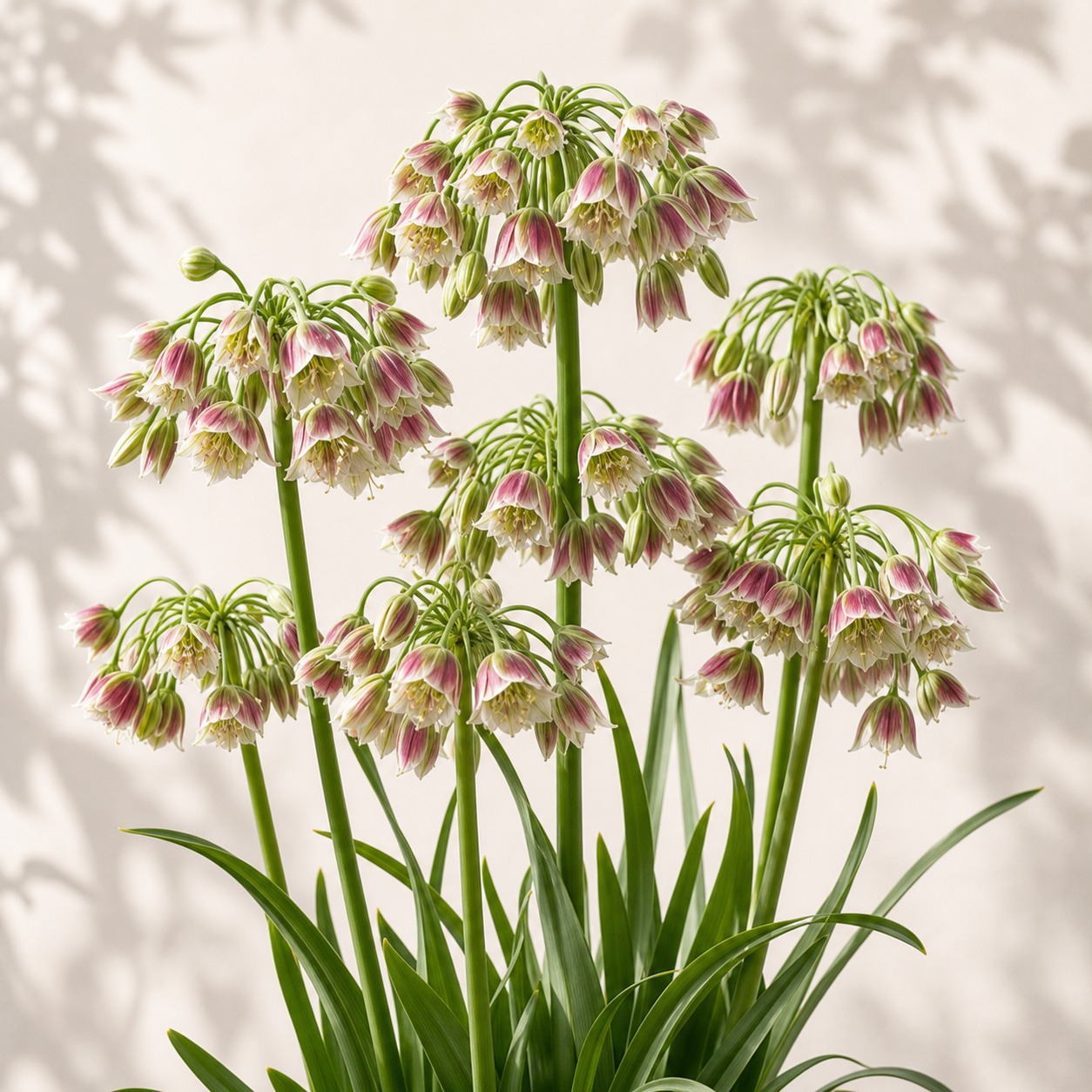 Sicilian Honey Lily Seeds - 5 seeds