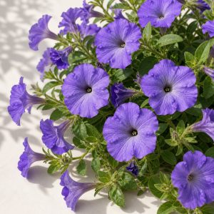 Trailing Lavender Blue Sky Easy Wave Petunia Seeds - 10 pelleted seeds - Nuptial Co. Seeds seeds - 10 Non-GMO pelleted see...