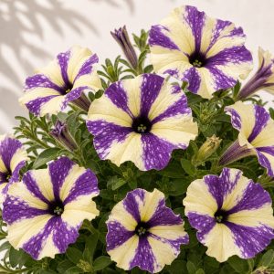 Grapeberry Shake Petunia Seeds - 25 pelleted seeds - Nuptial Co. Seeds seeds - 25 Non-GMO pelleted seeds, Full sun - 25 No...