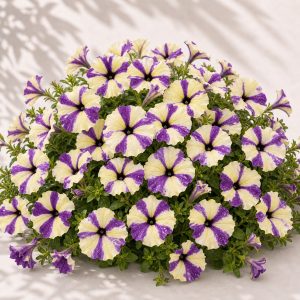 Grapeberry Shake Petunia Seeds - 25 pelleted seeds