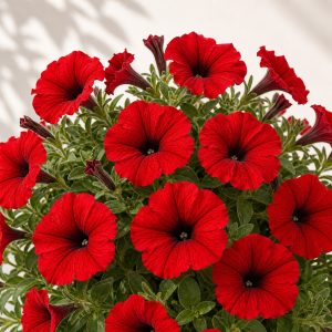 Shock Wave Red Petunia Seeds - 10 pelleted seeds - Nuptial Co. Seeds seeds - 10 Non-GMO pelleted seeds, Full sun - 10 Non-...