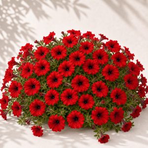 Shock Wave Red Petunia Seeds - 10 pelleted seeds