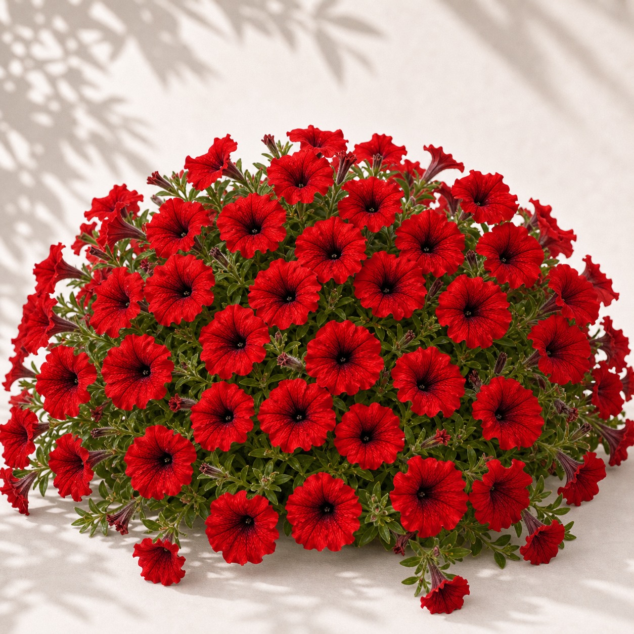 Shock Wave Red Petunia Seeds - 10 pelleted seeds