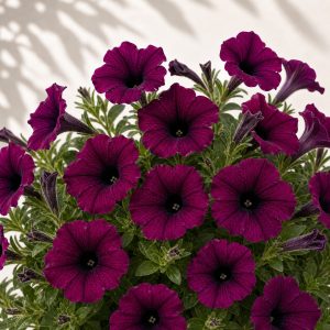 Shock Wave Deep Purple Petunia Seeds - 10 pelleted seeds - Nuptial Co. Seeds seeds - 10 Non-GMO pelleted seeds, Full sun -...
