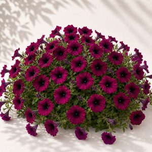 Shock Wave Deep Purple Petunia Seeds - 10 pelleted seeds
