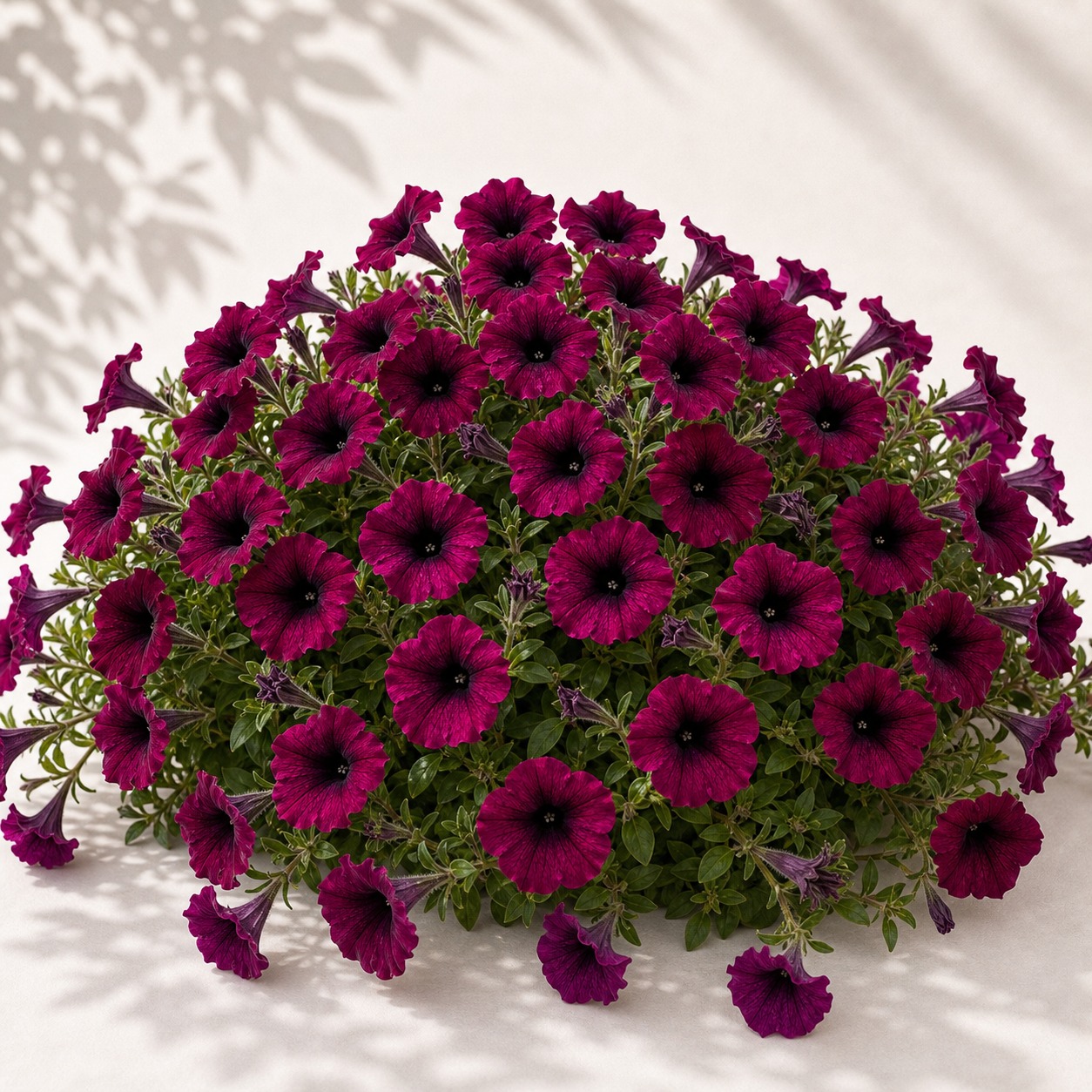 Shock Wave Deep Purple Petunia Seeds - 10 pelleted seeds