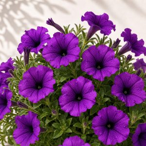 Shock Wave Violet Petunia Seeds - 10 pelleted seeds - Nuptial Co. Seeds seeds - 10 Non-GMO pelleted seeds, Full sun - 10 N...