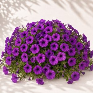 Shock Wave Violet Petunia Seeds - 10 pelleted seeds