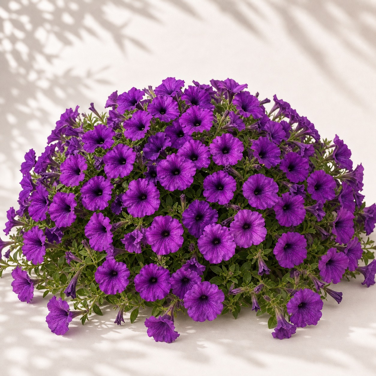 Shock Wave Violet Petunia Seeds - 10 pelleted seeds