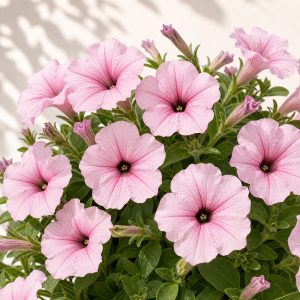 Easy Wave Pink Pearl Petunia Seeds - 10 pelleted seeds - Nuptial Co. Seeds seeds - 10 Non-GMO pelleted seeds, Full sun - 1...