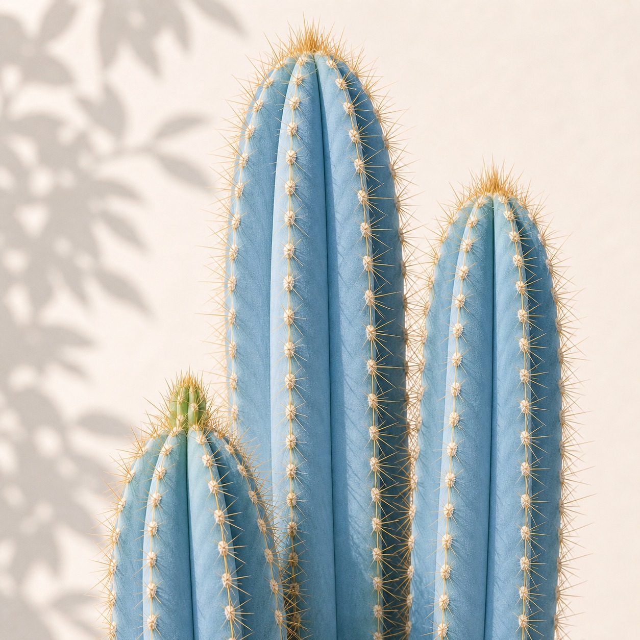 Blue Torch Cactus Seeds - 10 seeds - Image 2
