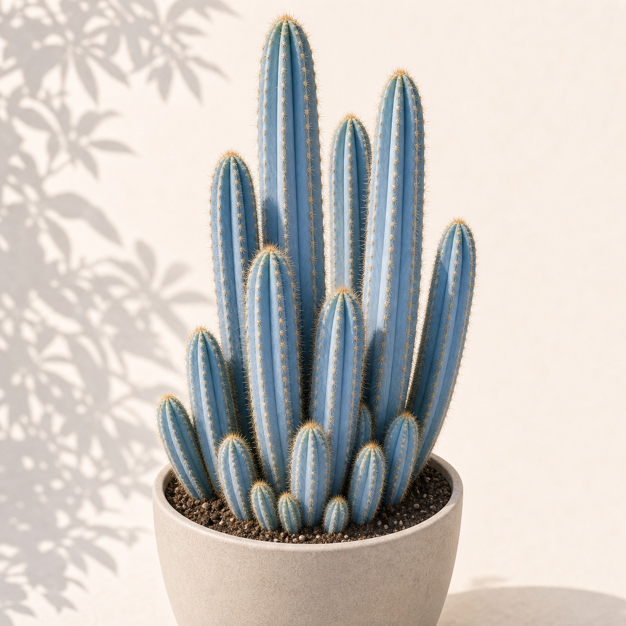 Blue Torch Cactus Seeds - 10 seeds - Image 3