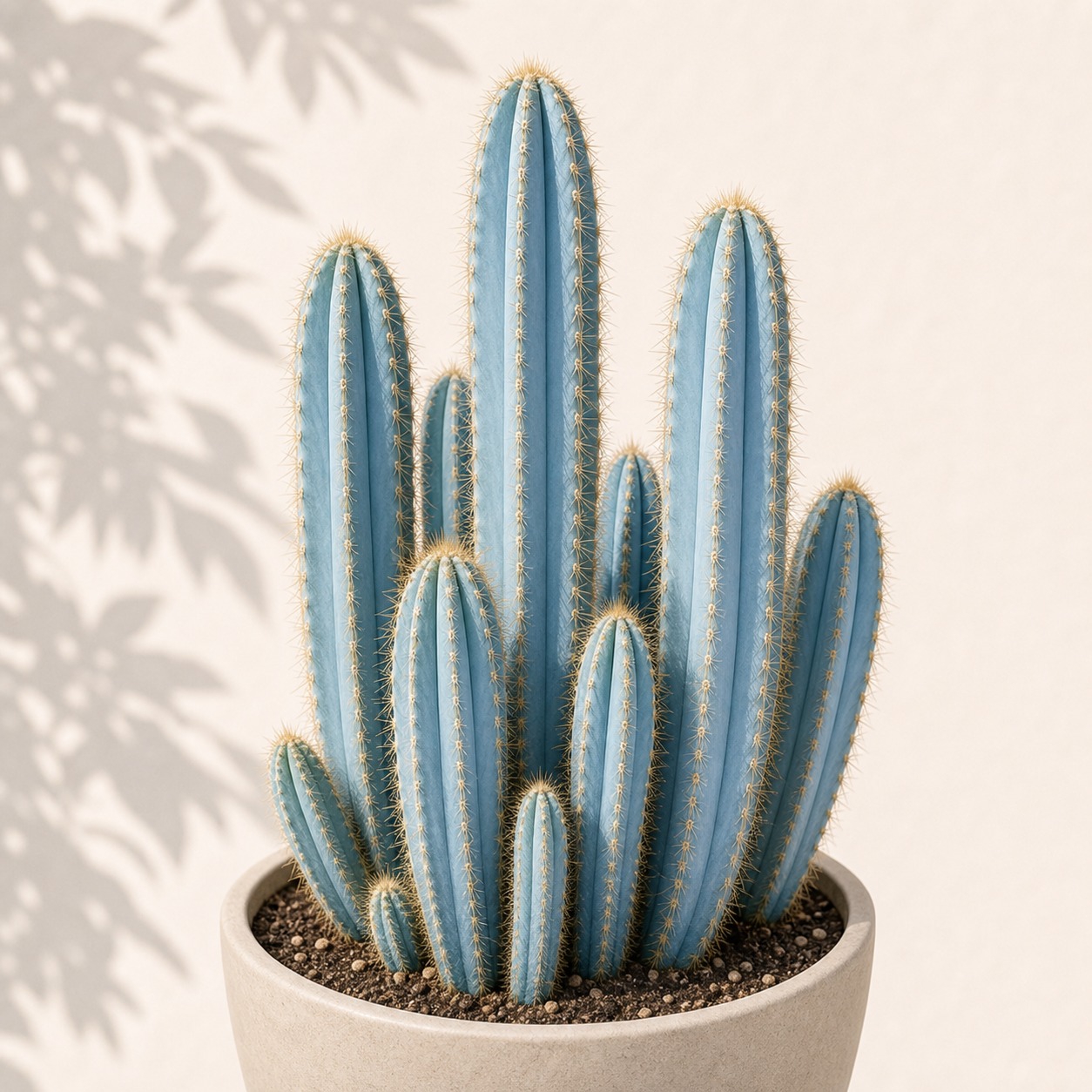 Blue Torch Cactus Seeds - 10 seeds