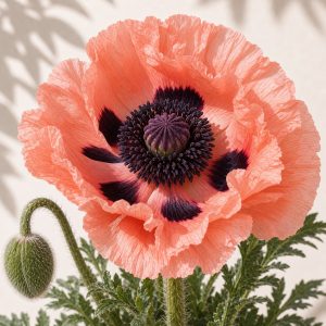 Coral Reef Oriental Poppy Seeds - 50 seeds - Nuptial Co. Seeds seeds - 50 non-GMO seeds, Full sun to light shade - 50 non-...