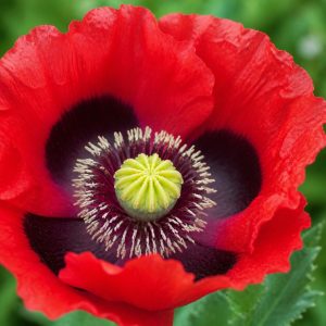 Turkish Red Poppy Seeds - 100 seeds - Nuptial Co. Seeds seeds - 100 seeds, Full sun - 100 seeds / Full sun