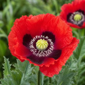 Turkish Red Poppy Seeds - 100 seeds
