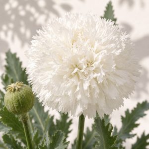 Swans Down Poppy Seeds - 100 seeds - Nuptial Co. Seeds seeds - 100 seeds, Full sun to partial shade - 100 seeds / Full sun...
