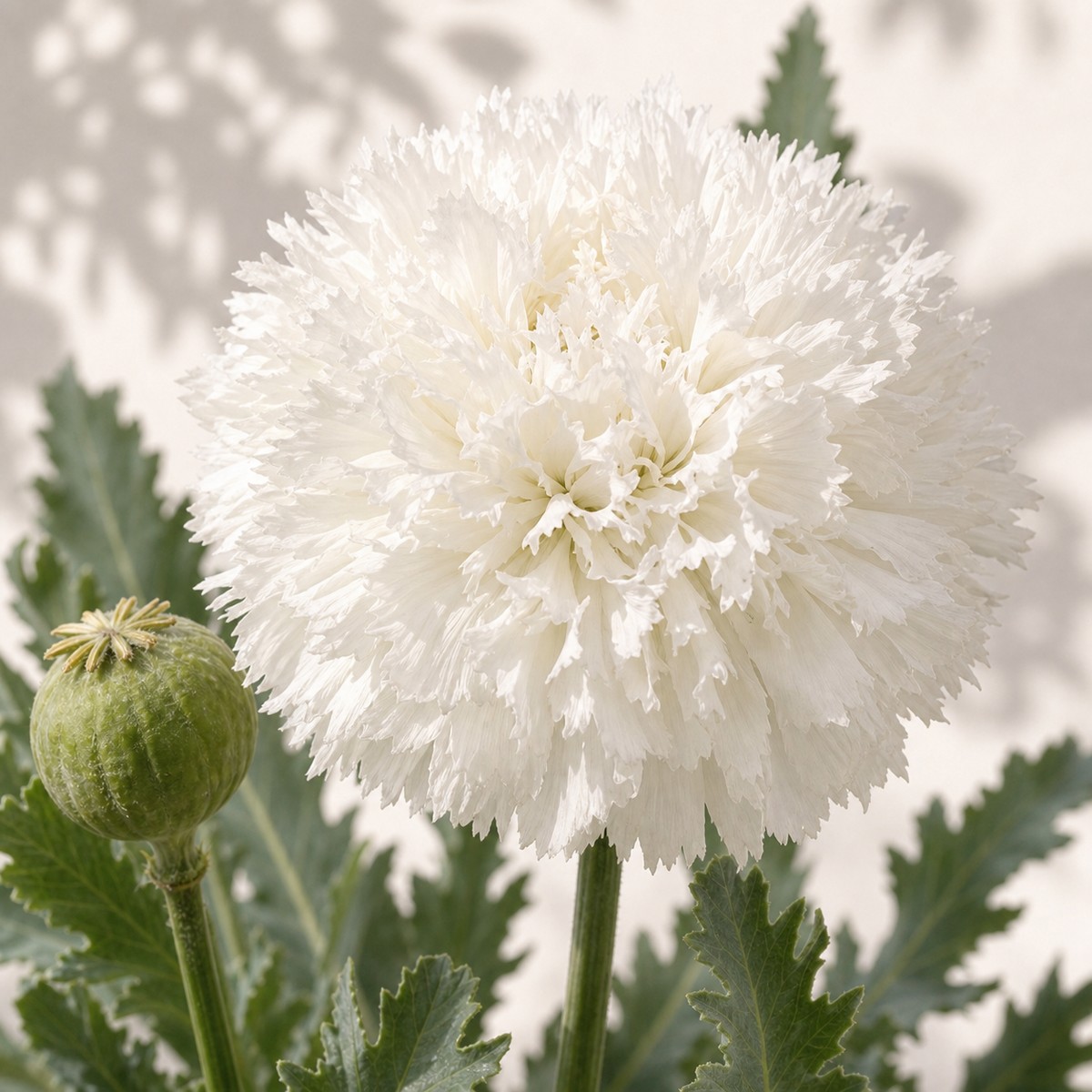 Swans Down Poppy Seeds - 100 seeds - Image 2