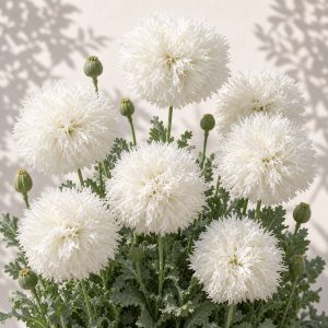 Swans Down Poppy Seeds - 100 seeds