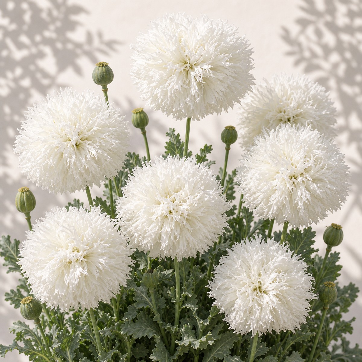 Swans Down Poppy Seeds - 100 seeds