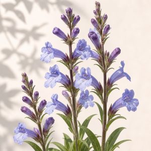Sand Penstemon Seeds - 25 seeds - Nuptial Co. Seeds seeds - 25 seeds, Full sun - 25 seeds / Full sun