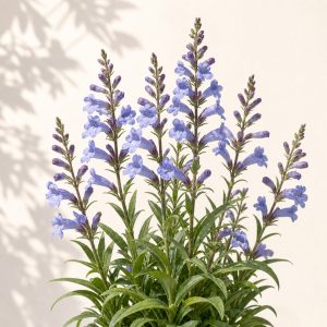 Sand Penstemon Seeds - 25 seeds